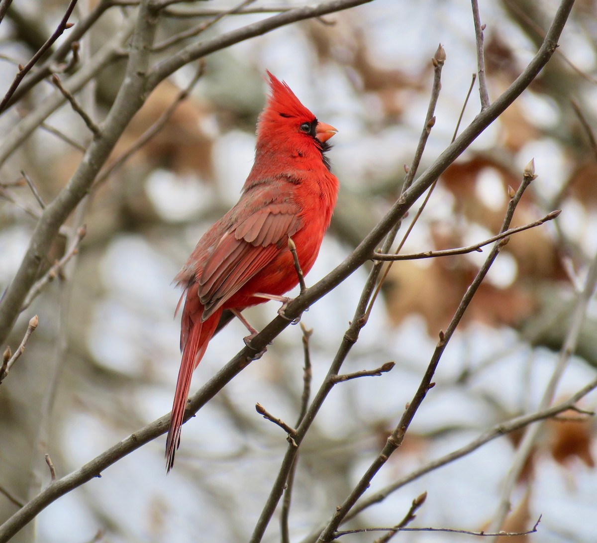 Northern Cardinal - Ann Tanner