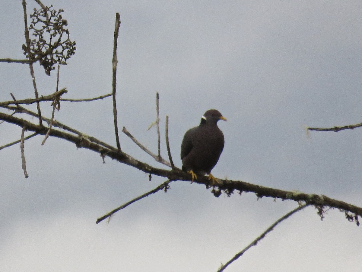 Band-tailed Pigeon - ML146851401