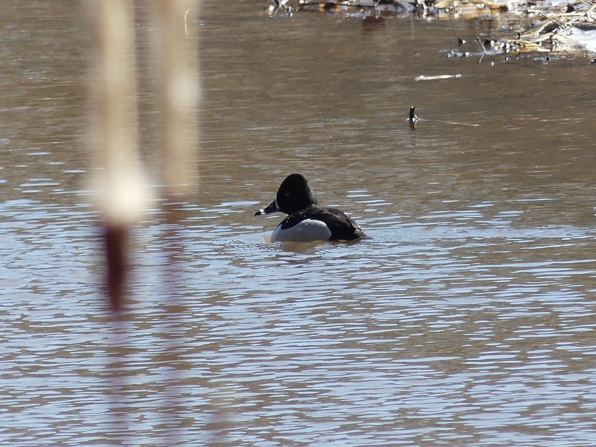 Ring-necked Duck - Paul Strong