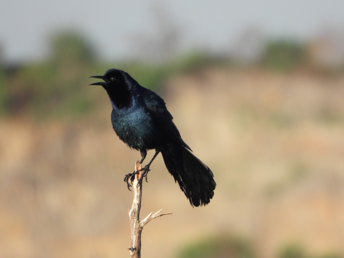 Boat-tailed Grackle - ML146852751
