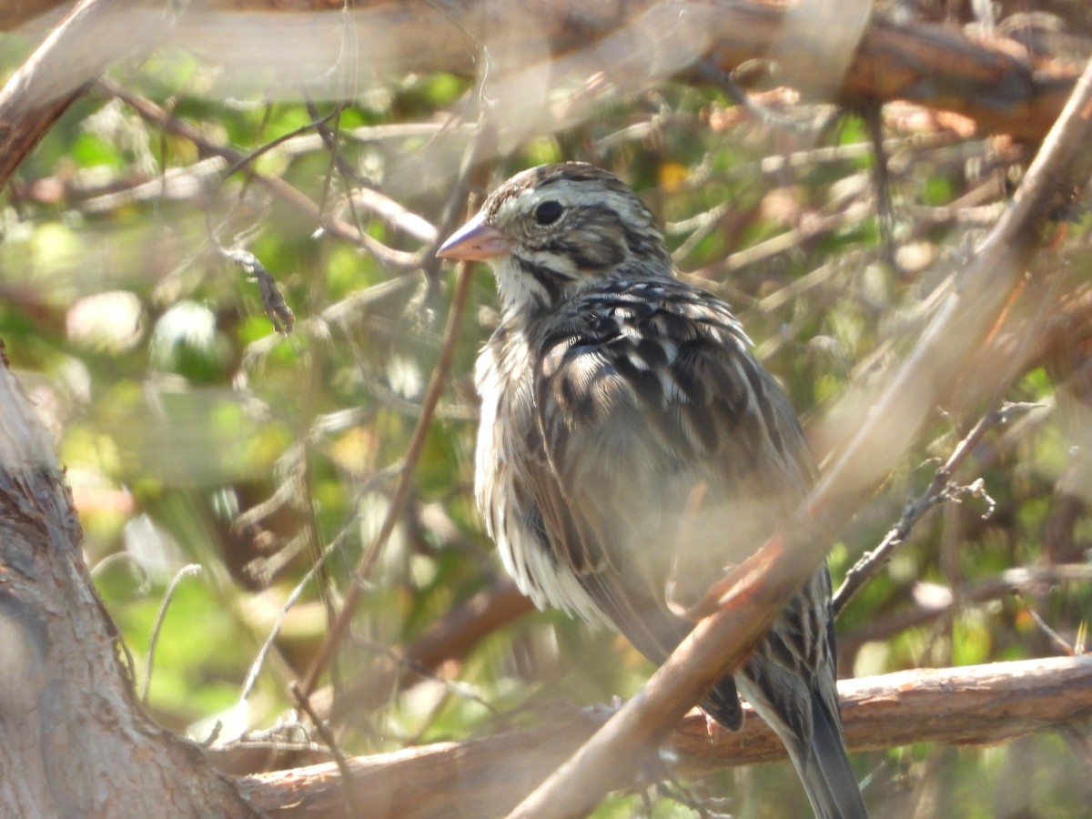 Savannah Sparrow - ML146853501