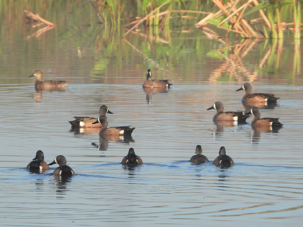 Blue-winged Teal - ML146853771