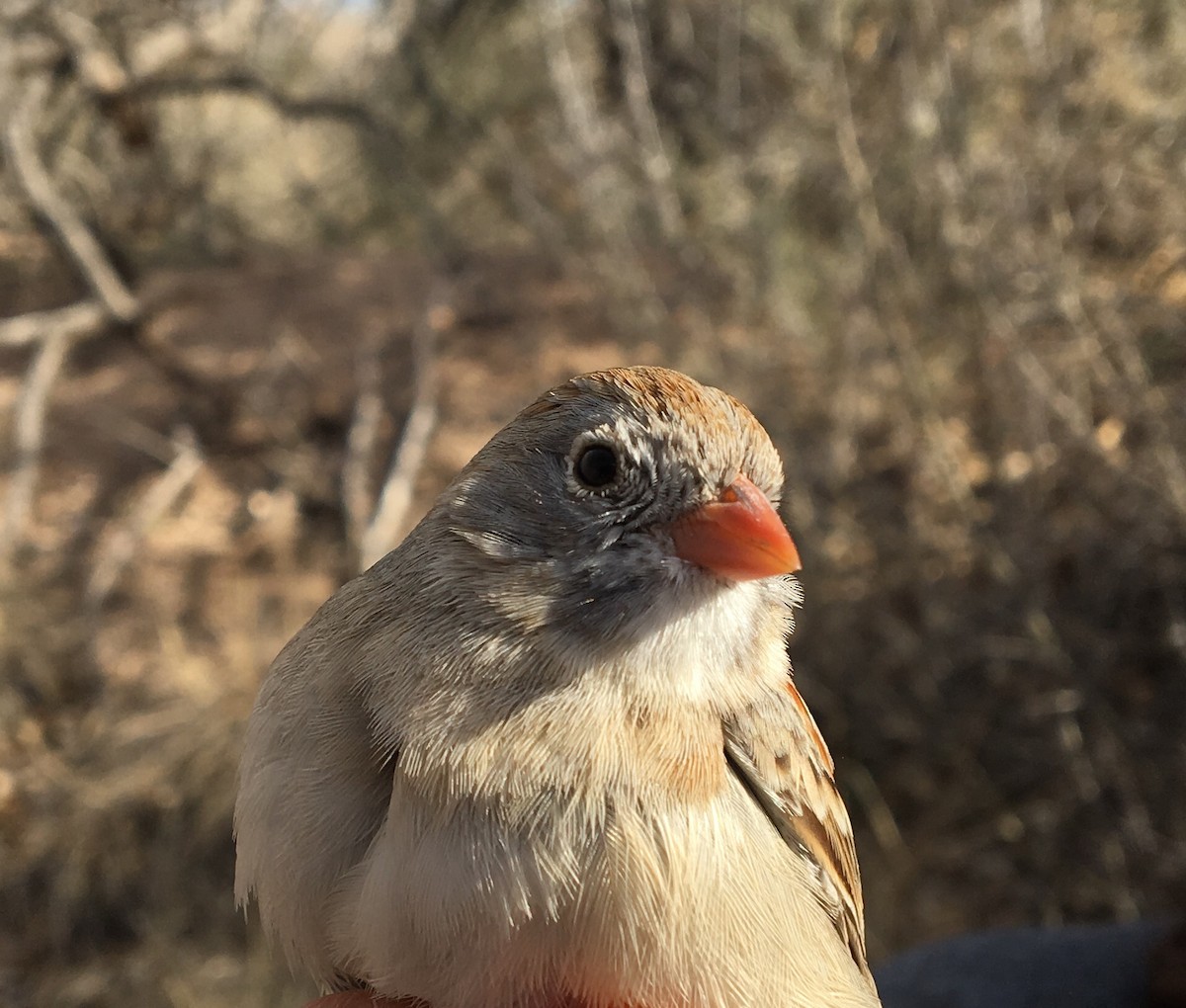 Field Sparrow - Owen Sinkus