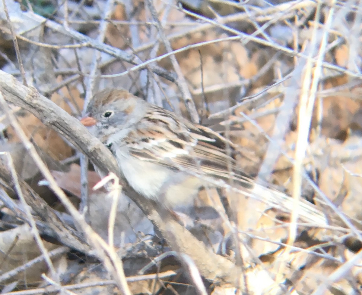 Field Sparrow - Owen Sinkus