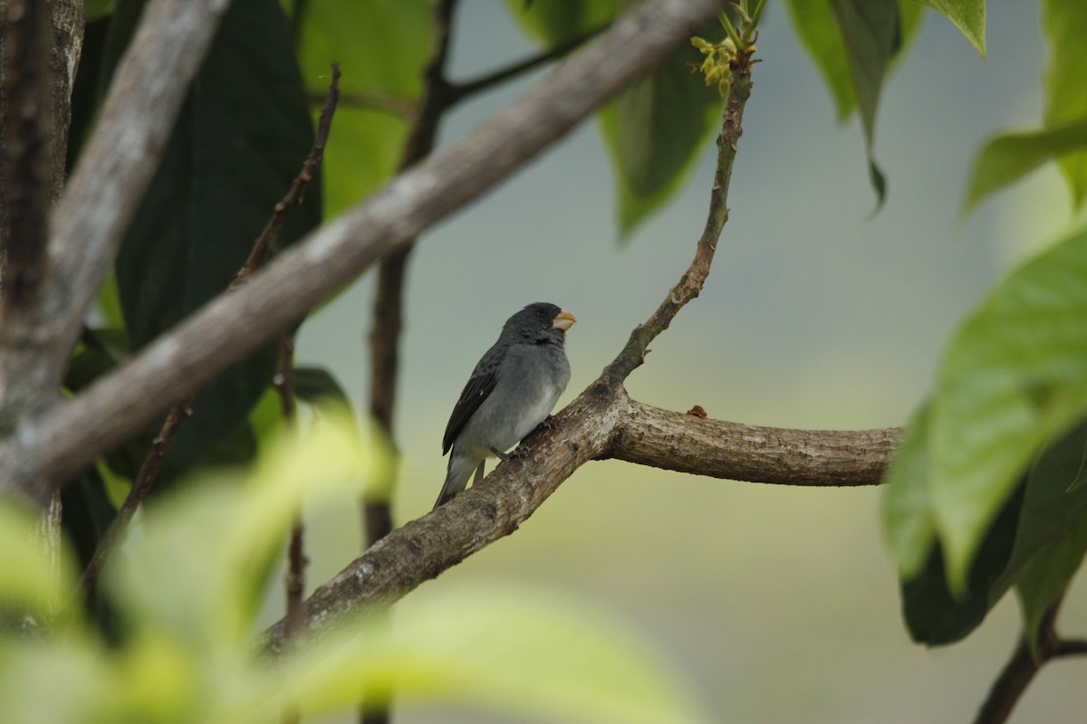 Gray Seedeater - ML146858261