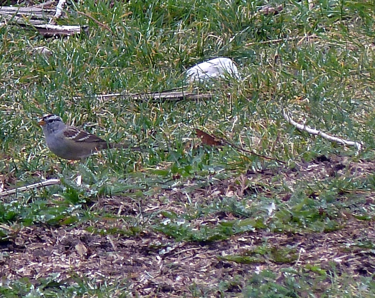 White-crowned Sparrow - ML146863841