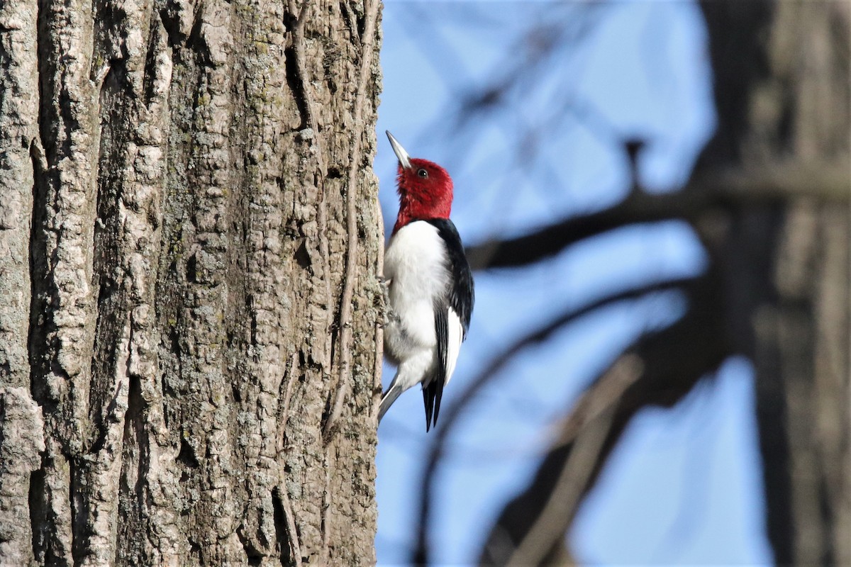 Red-headed Woodpecker - ML146864631