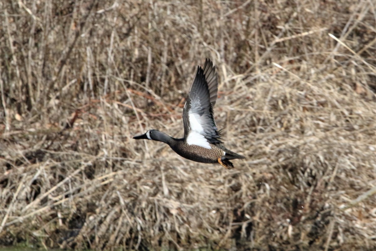 Blue-winged Teal - ML146865251