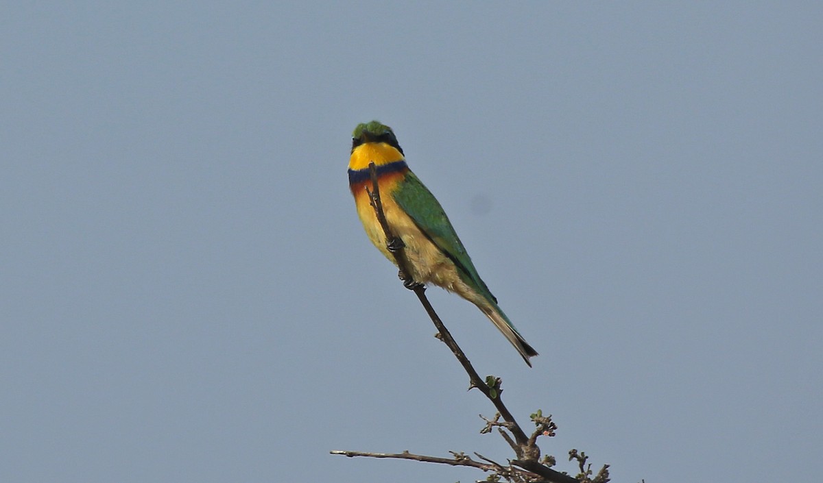 Blue-breasted Bee-eater - ML146869451