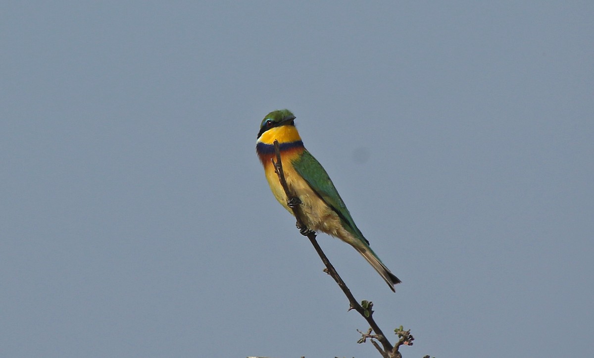 Blue-breasted Bee-eater - ML146869461