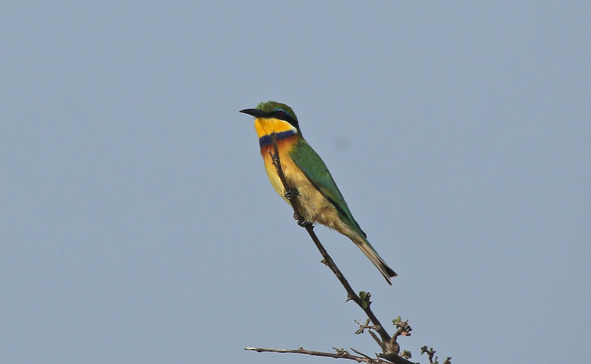 Blue-breasted Bee-eater - ML146869501