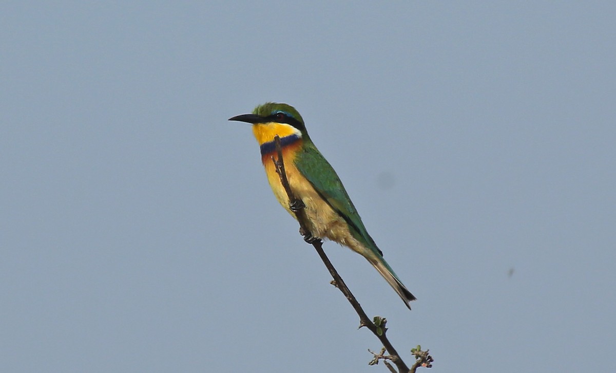 Blue-breasted Bee-eater - Paul Chapman