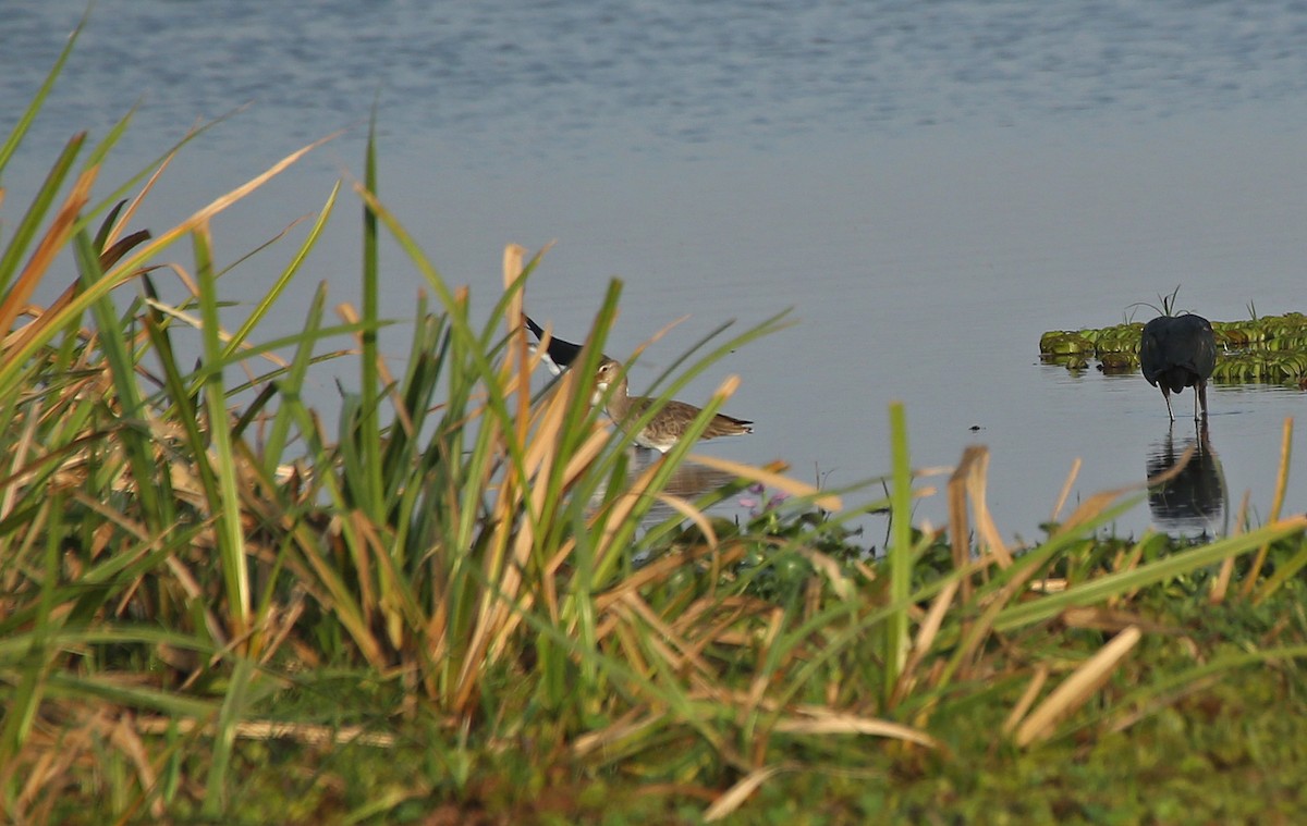 Black-tailed Godwit - Paul Chapman