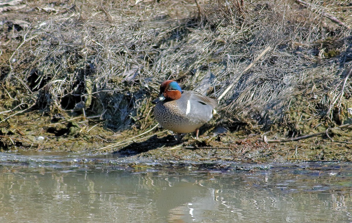 Green-winged Teal - ML146872781
