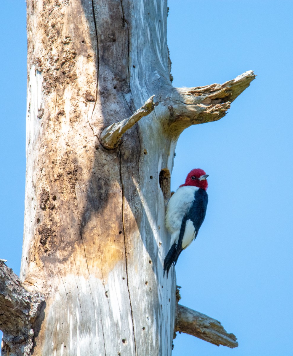 Red-headed Woodpecker - ML146873541