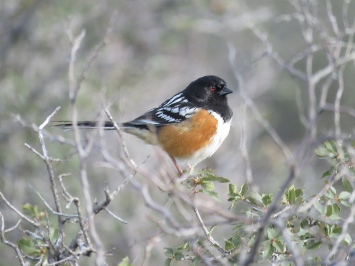 Spotted Towhee - ML146874081