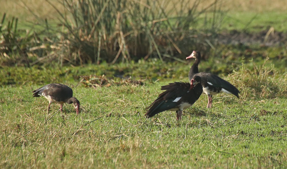 Spur-winged Goose - ML146879021