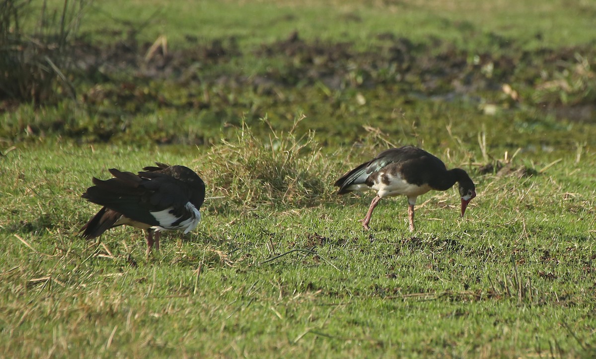 Spur-winged Goose - ML146879041