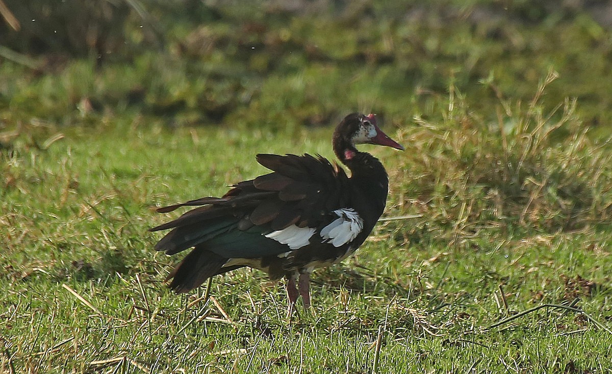 Spur-winged Goose - ML146879061