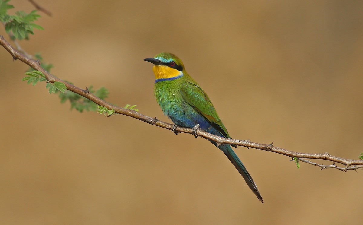 Swallow-tailed Bee-eater - ML146879341