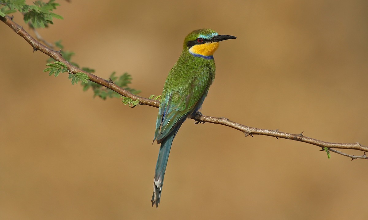 Swallow-tailed Bee-eater - ML146879381