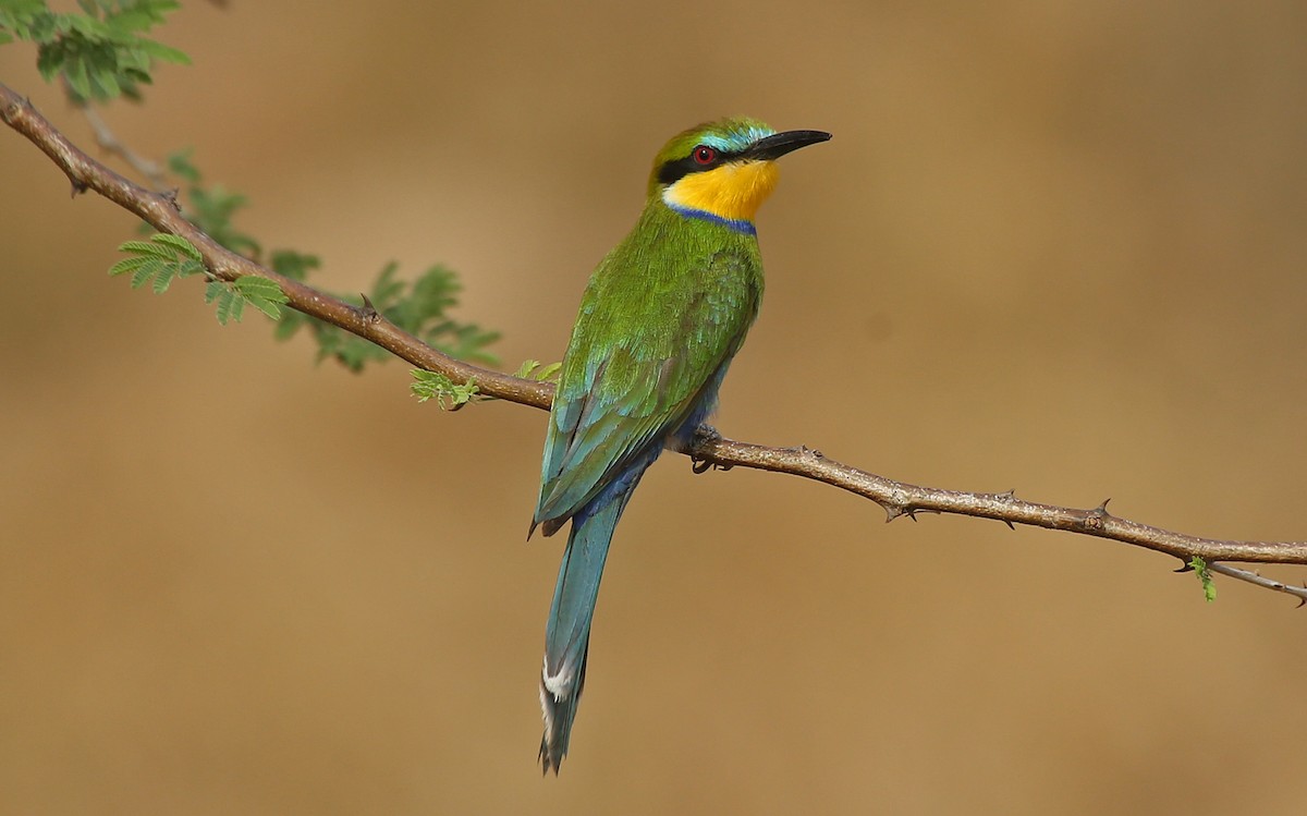Swallow-tailed Bee-eater - ML146879441