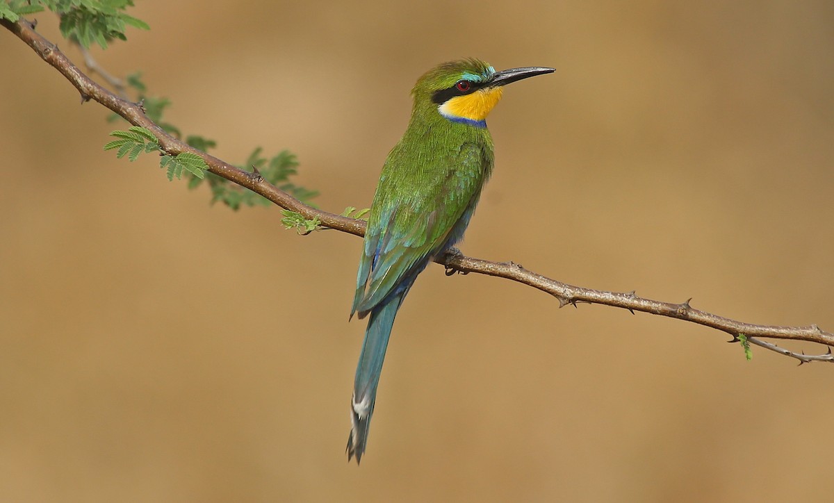 Swallow-tailed Bee-eater - ML146879511