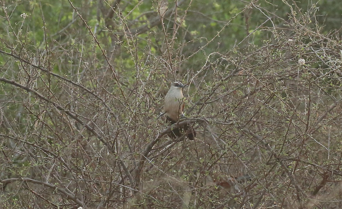 White-browed Coucal - ML146880041