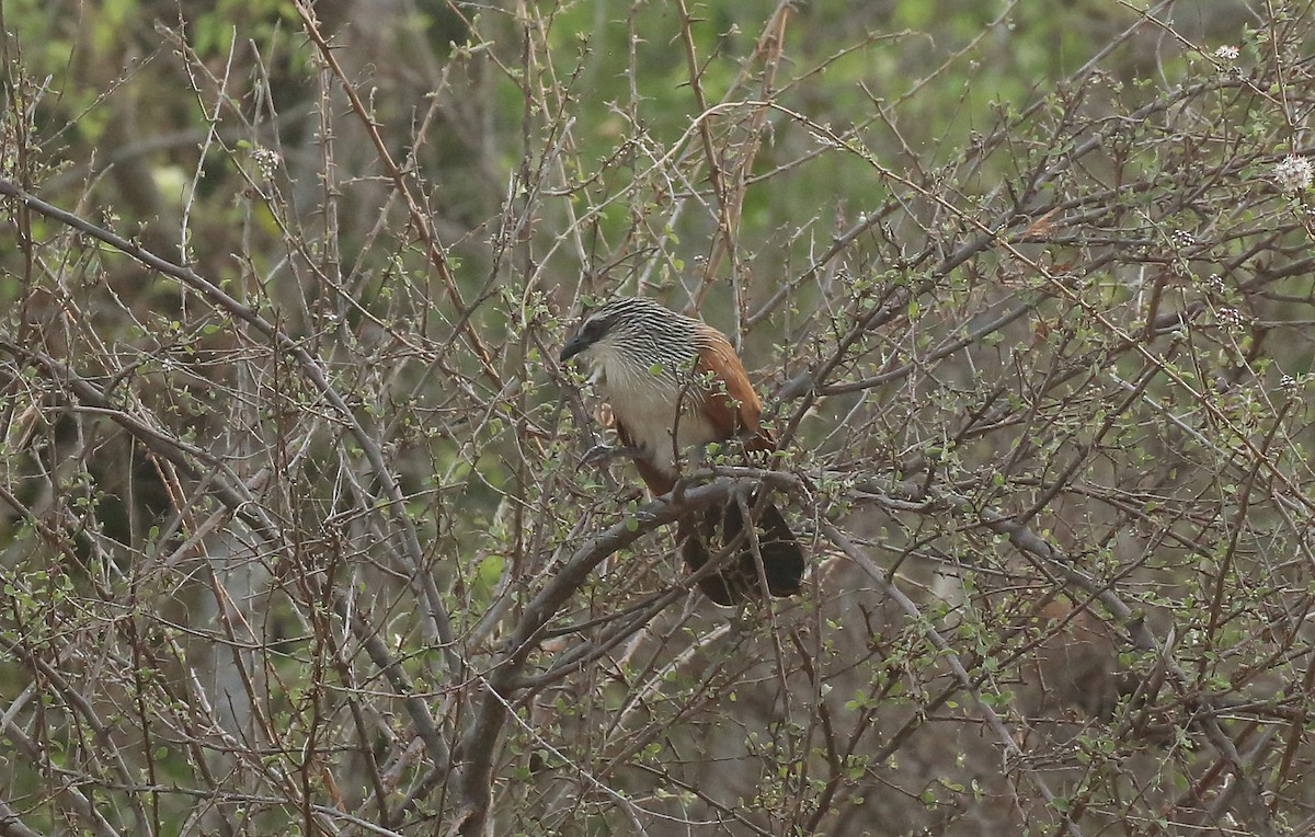 White-browed Coucal - ML146880071