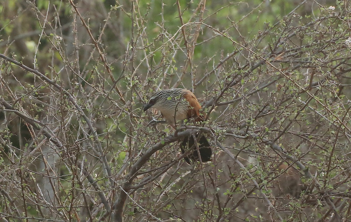 White-browed Coucal - ML146880151