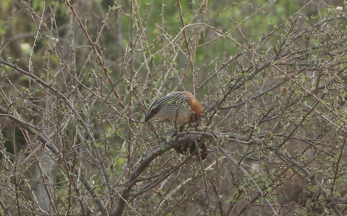 White-browed Coucal - ML146880191