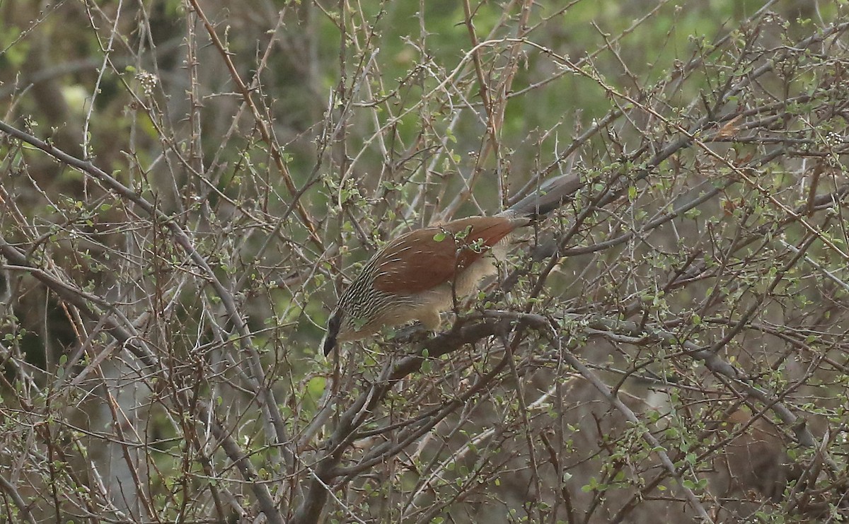 White-browed Coucal - ML146880241