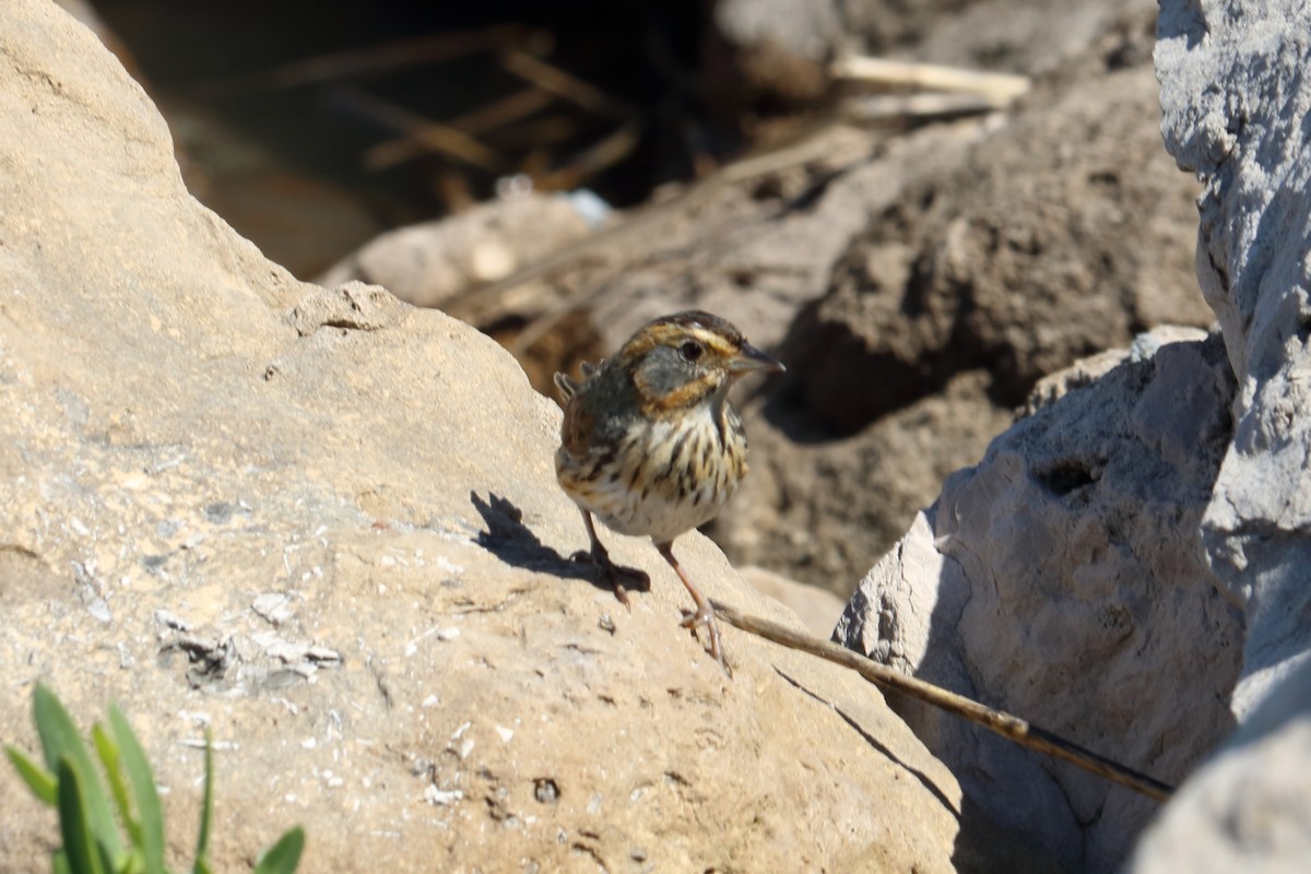 Saltmarsh Sparrow - Alta Tanner