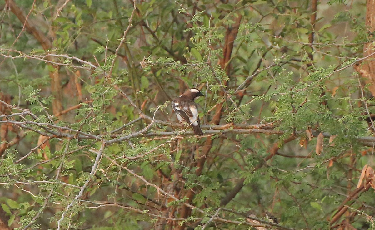 White-browed Sparrow-Weaver - ML146880831
