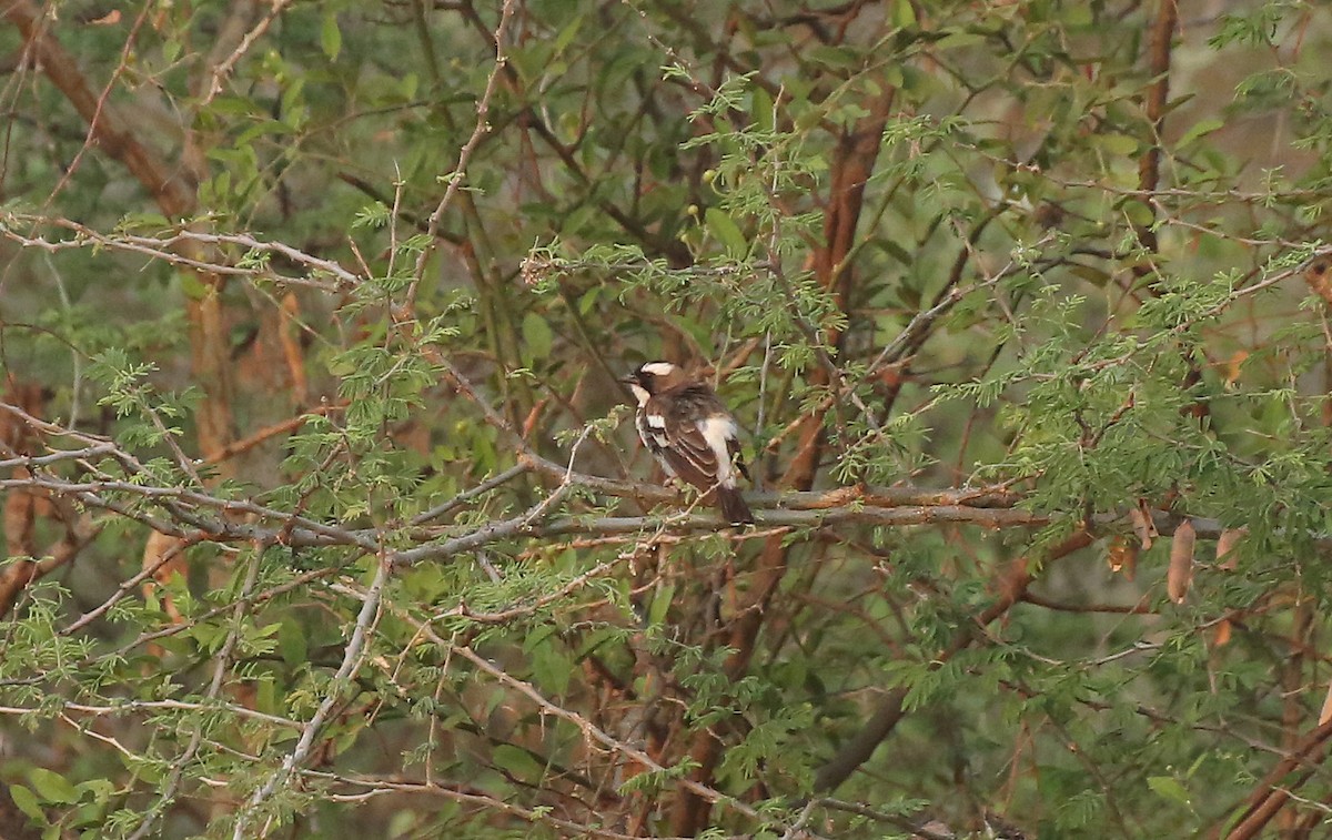 White-browed Sparrow-Weaver - ML146880901