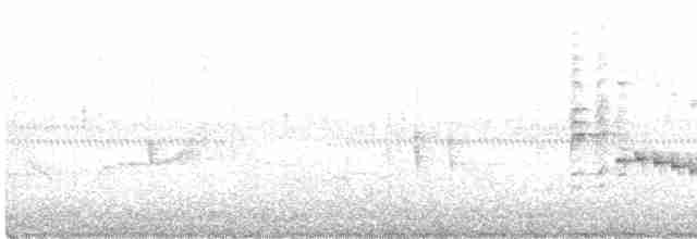 spydknottsmett (rufiventris gr.) - ML146882051