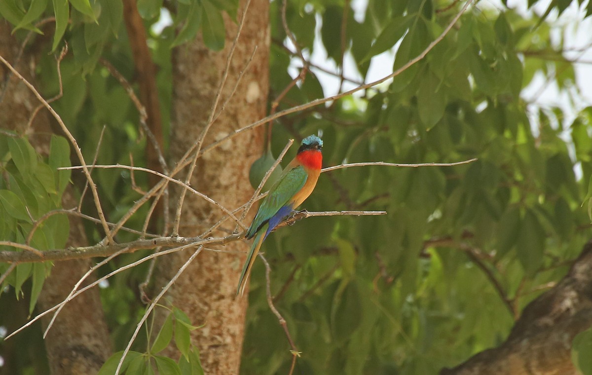 Red-throated Bee-eater - ML146884491