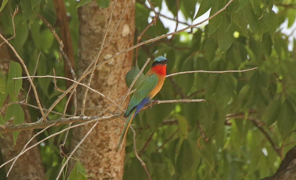 Red-throated Bee-eater - ML146884561