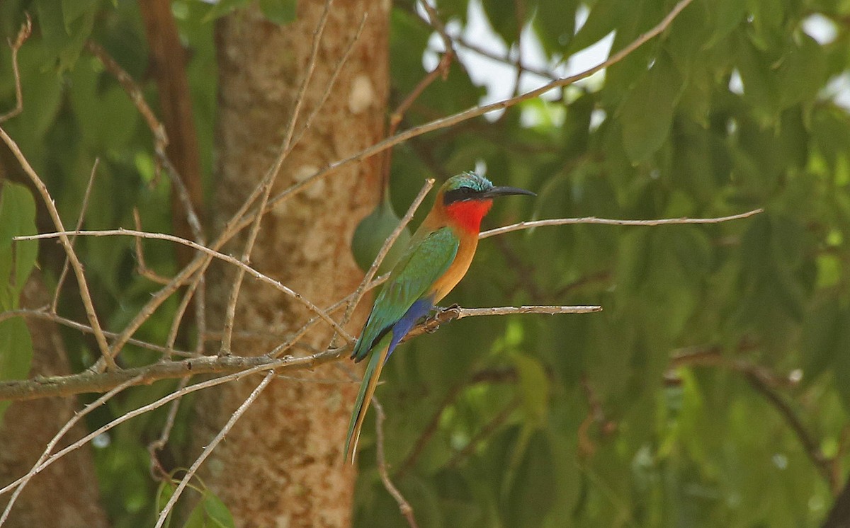 Red-throated Bee-eater - Paul Chapman
