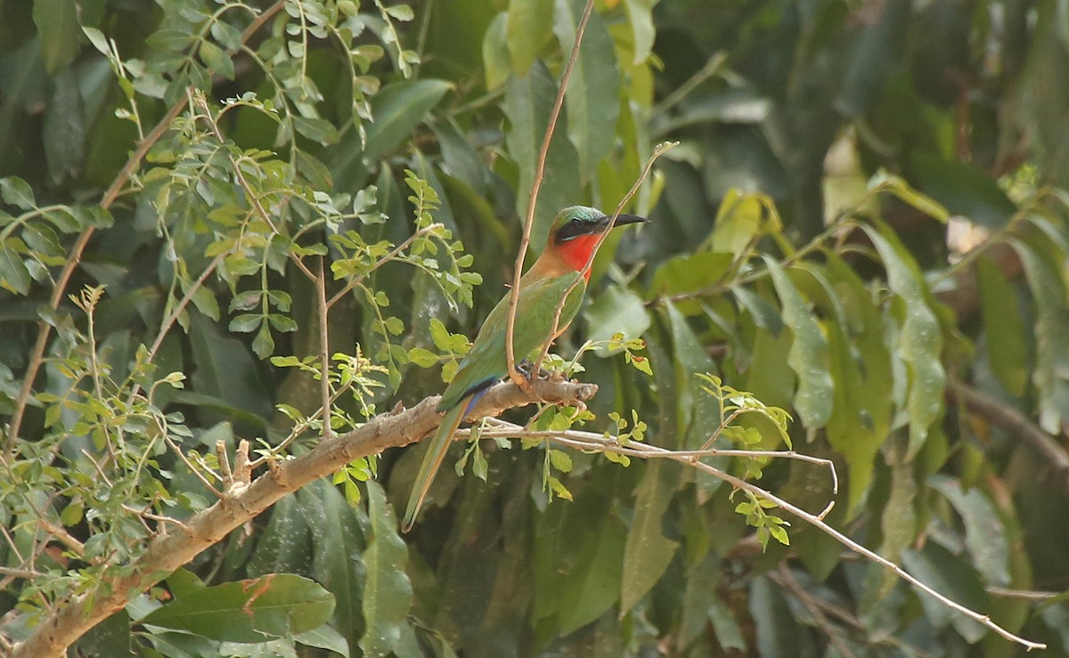 Red-throated Bee-eater - ML146884651