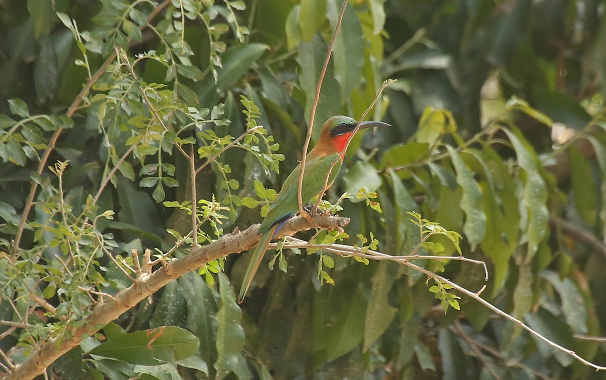 Red-throated Bee-eater - ML146884771