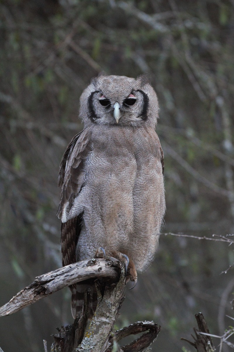 Verreaux's Eagle-Owl - Eric Hughes