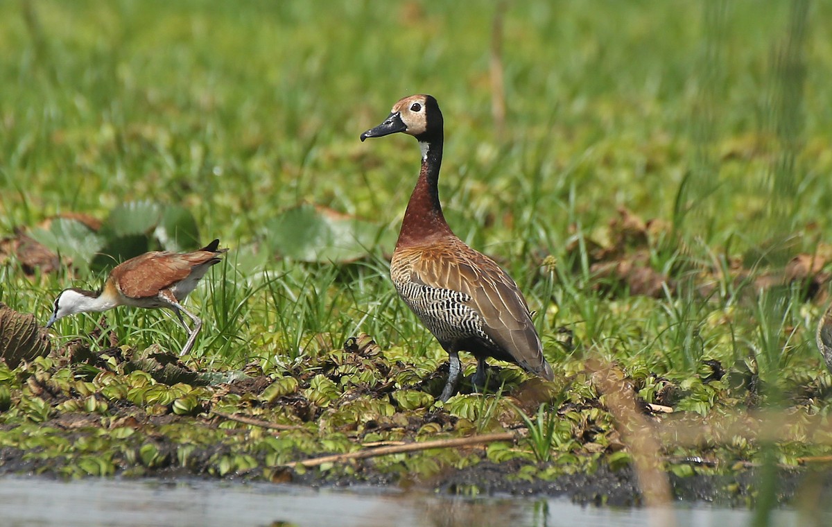 White-faced Whistling-Duck - Paul Chapman