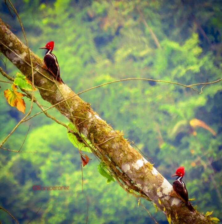 Guayaquil Woodpecker - Ronny Matamoros