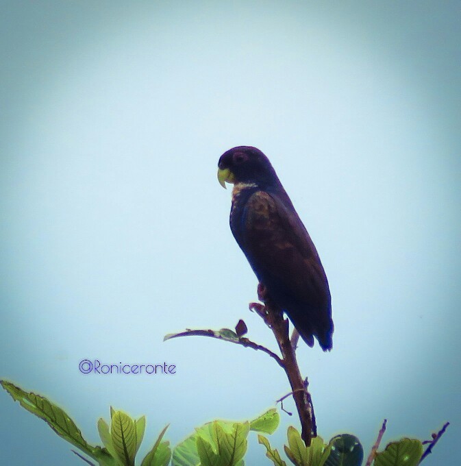 Bronze-winged Parrot - Ronny Matamoros