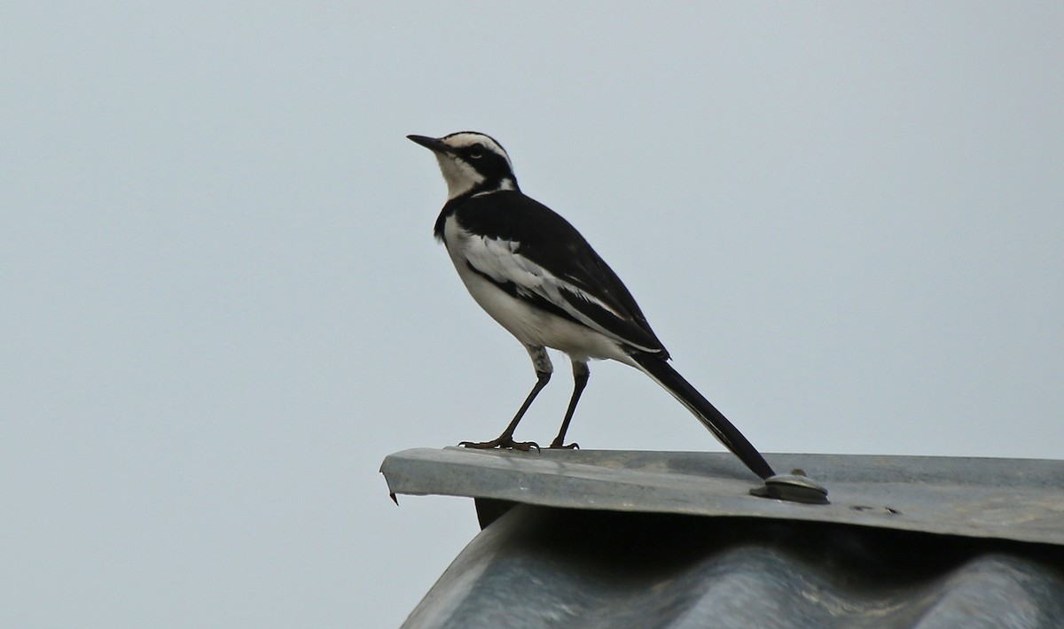 African Pied Wagtail - ML146893631