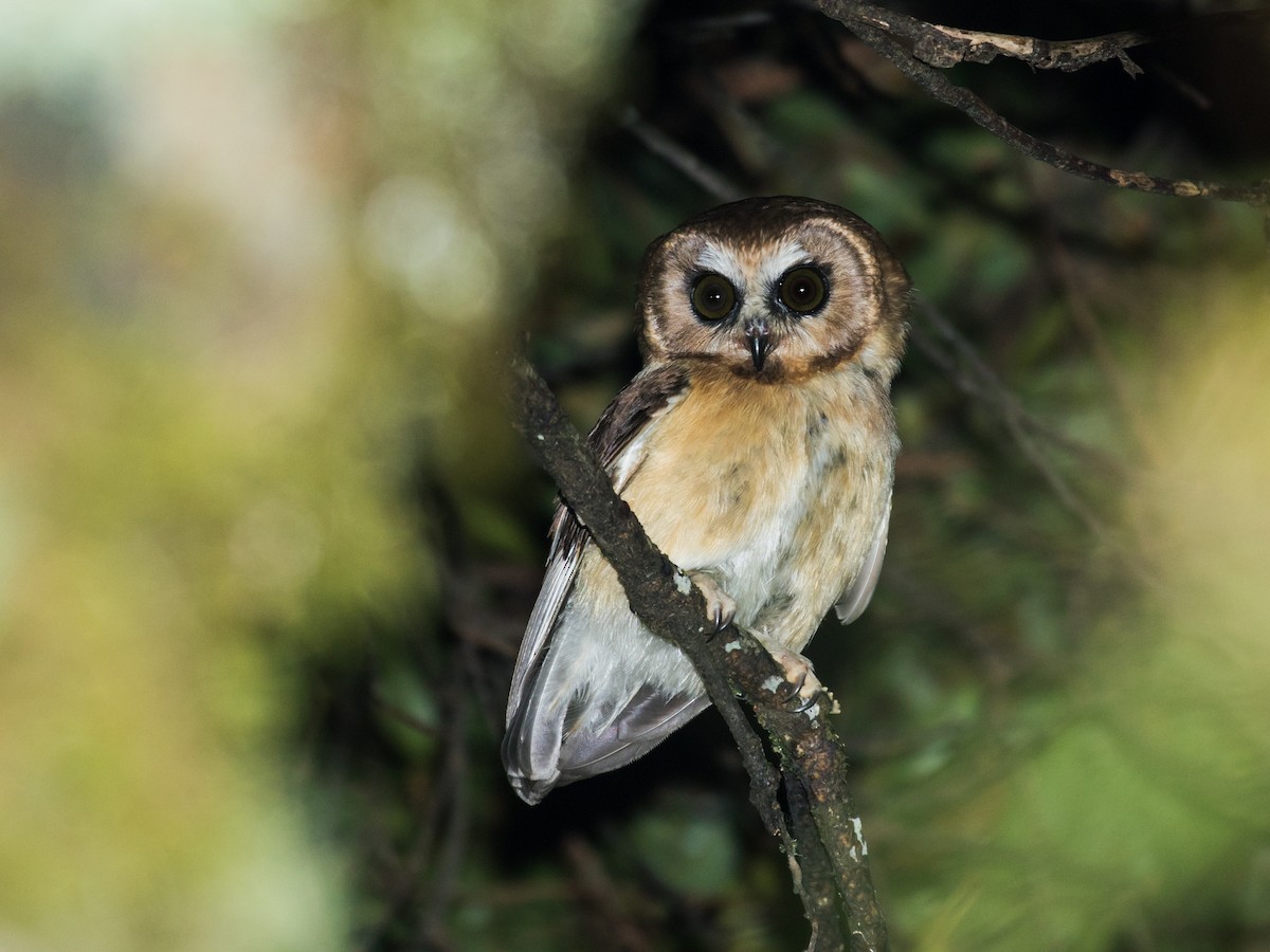 Unspotted Saw-whet Owl - Nick Athanas