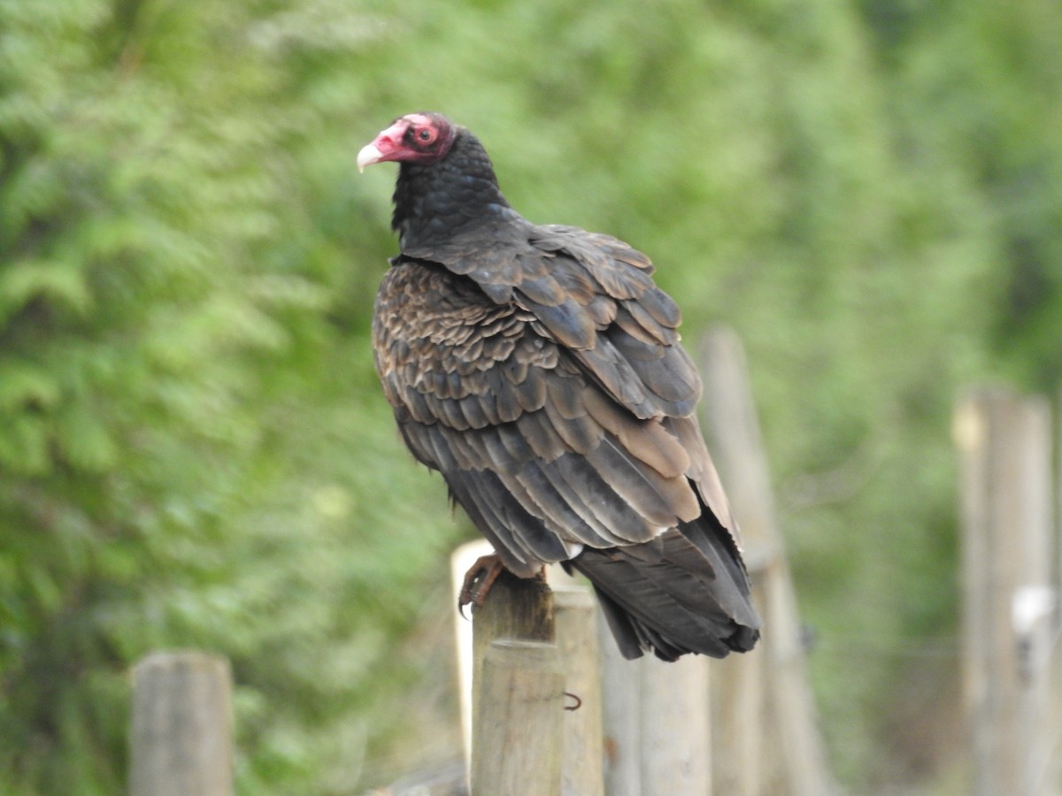 Turkey Vulture - ML146895761