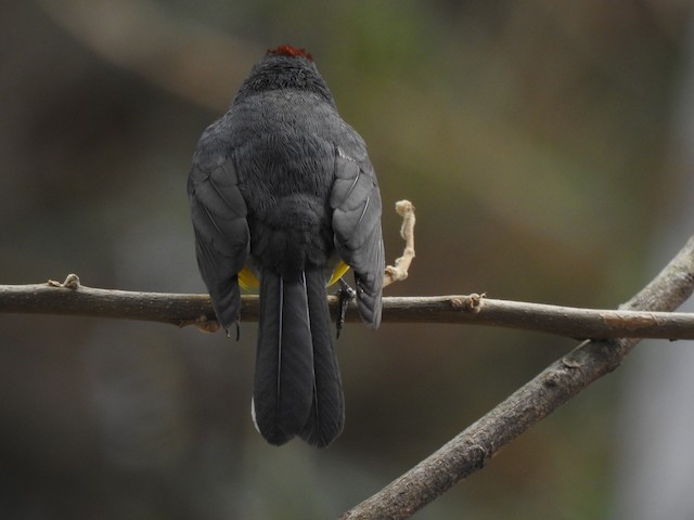 Dorsal view (subspecies <em class="SciName notranslate">pallidiventris</em>). - Slate-throated Redstart - 