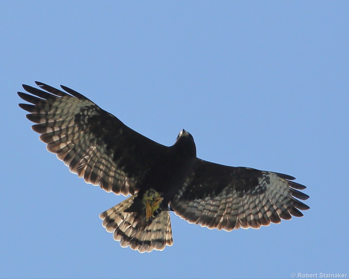 Short-tailed Hawk - Robert Stalnaker